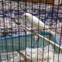 قناری ماده|پرنده|پاکدشت, پاکدشت (مامازند)|دیوار