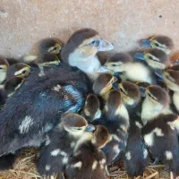 جوجه اردک اسرائیلی