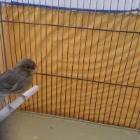 قناری نر جوان|پرنده|کنگاور, |دیوار