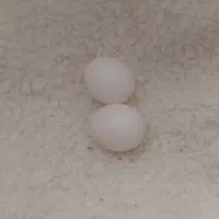 تخم عروس هلندی نطفه‌دار