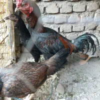 خروس لاری