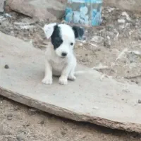 توله پاکوتاه گرند|سگ|زابل, |دیوار