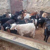 فروش۲۶ راس بزغاله داشتی دانه ۱۰ ملیون