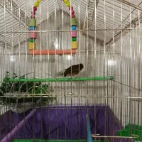 قناری نر|پرنده|مریوان, |دیوار