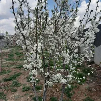 فروش زمین ۵۰۰ متری در گنبدواز|فروش زمین و ملک کلنگی|مشهد, گنبدواز|دیوار