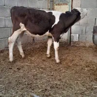 گوساله سیمنتال نر
