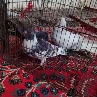 کبوتر سالم وسر حال