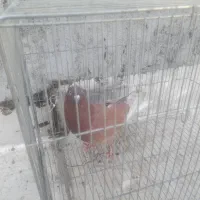 کفتر نر سرخ