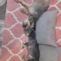 واگذاری رایگان