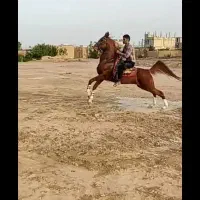 نریان سواری دار عالی|اسب و تجهیزات اسبسواری|خمینیشهر, |دیوار