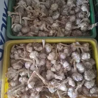 سیر بذری|خدمات باغبانی و درختکاری|خان ببین, |دیوار