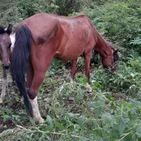 مادیان سال چهار با کره نریان ابلغ|اسب و تجهیزات اسب‌سواری|آستانه اشرفیه, |دیوار