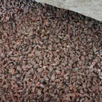 کشمش مویز رطبی|خوردنی و آشامیدنی|شیراز, گلستان|دیوار