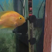 فروش اکواریوم بزرگ با ماهی و کلی لوازم همراه|ماهی|بندر انزلی, بی بی حوریه|دیوار