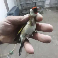 سهره نر بستان اباد تک بخون سفت|پرنده|اصفهان, ملک‌شهر|دیوار