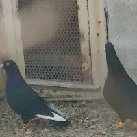 نرو‌ماده قارا