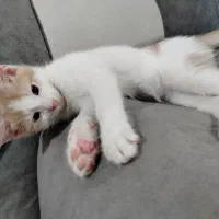 گربه نر کوچولو