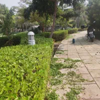 هرس شمشاد گل کاغذی ودرخت