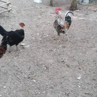 مرغ و خروس|حیوانات مزرعه|اهواز, فولاد|دیوار