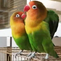 طوطی کوتوله یک جفت