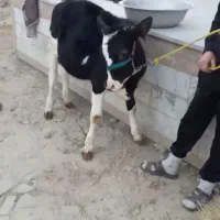 گوساله ماده ۵ماهه