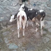 گوساله سیمنتال دوعدد ۴۰۰گیلو