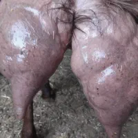 چهل خال پاکستانی مخصوص شیر بسیار نرم دوش|حیوانات مزرعه|تایباد, |دیوار