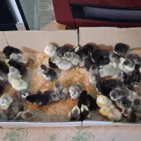 جوجه طوسی متولد سوزنی گلین مرغ لری جوجه|حیوانات مزرعه|اصفهان, شهید رجایی|دیوار