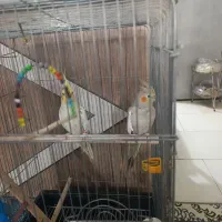 عروس هلندی
