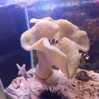 آکواریوم آب شور