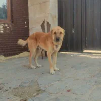 سگ نژاد سراب درشت 3ساله مناسب نگهبانی وگله|سگ|دماوند, دماوند|دیوار