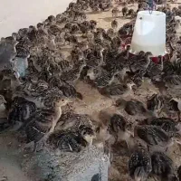 حراج جوجه بوقلمون 20 روزه 25 روزه برنز سینه پهن