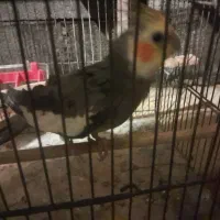 دجفت طوطی عروس لوتینو با جوجه ابلاغ.|پرنده|فریدونکنار, |دیوار