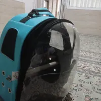 عروس هلندی نر ۲ماهه|پرنده|جوانرود, |دیوار