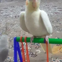 عروس هلندی جوان لوتینیو کاملا دستی|پرنده|شاندیز, |دیوار