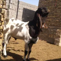 نربز|حیوانات مزرعه|مشهد, شهید رضوی|دیوار