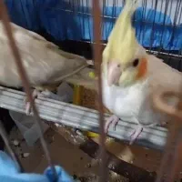 عروس..نرماده