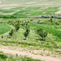 فروش-باغ-با-درخت-های-سه-ساله-آستانه