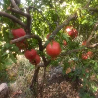 فروش انار د جه یک