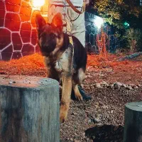 سگ نر ژرمن اصیل