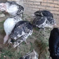 بوقلمون|حیوانات مزرعه|اندیمشک, |دیوار