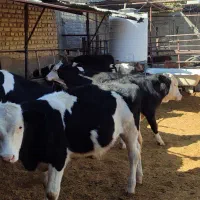 گوساله لاغر|حیوانات مزرعه|طسوج, |دیوار