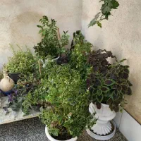 تعدای گل حسن یوسف بفروش