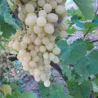 نهال|گل و گیاه طبیعی|ارومیه, |دیوار