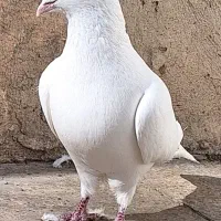 کبوتر مسافتی