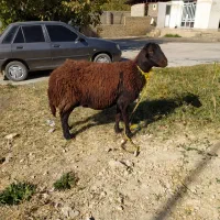 نوم خدا میش داشتی درجه یک ابستن|حیوانات مزرعه|زاغه, |دیوار