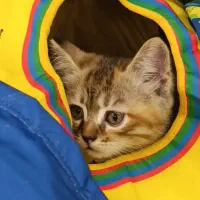 بچه گربه