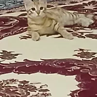 گربه تازه رفته تو ۳ماه|گربه|ساوه, |دیوار