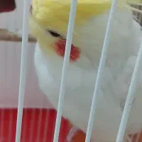 عروس هلندی نر فوری|پرنده|پیشوا, |دیوار