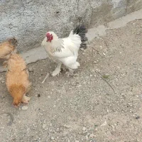 خروس برهما جوان